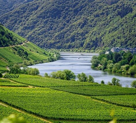 vineyards