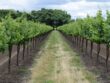 winery