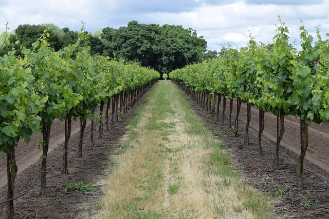 winery