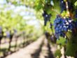 Frappe vineyard